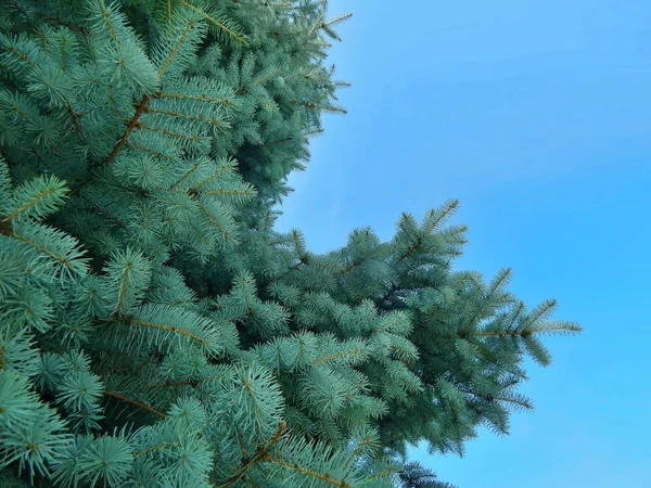 Χριστουγεννιάτικο Δέντρο Πράσινο Κλαδί Χριστουγεννιάτικο Φόντο Αγκαθωτά Βελόνες — Φωτογραφία Αρχείου