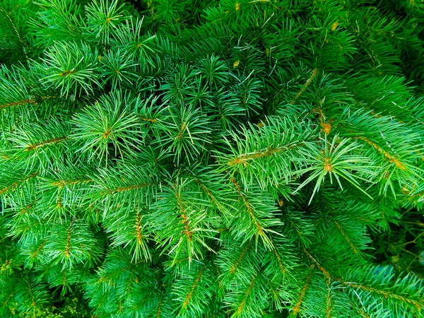 Christmas Tree Branch Groen Kerstmis Achtergrond Stekelige Naalden — Stockfoto