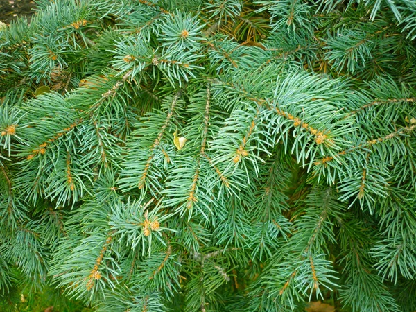 Ramo Árvore Natal Verde Natal Fundo Agulhas Spiky — Fotografia de Stock