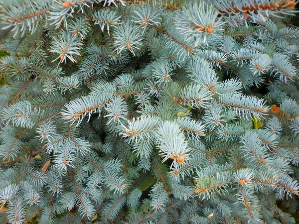 Ramo Árvore Natal Verde Natal Fundo Agulhas Spiky — Fotografia de Stock