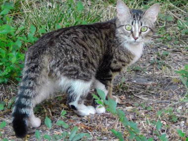 Yaz aylarında yeşil çim üzerinde mesafe içine bakan kedi.