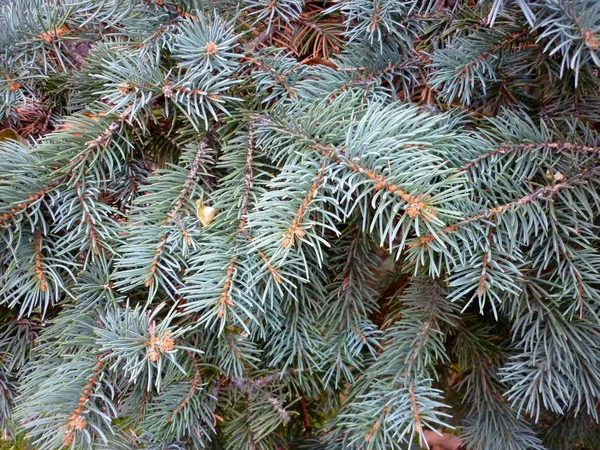 Christmas Tree Branch Green Christmas Background Spiky Needles — Stock Photo, Image