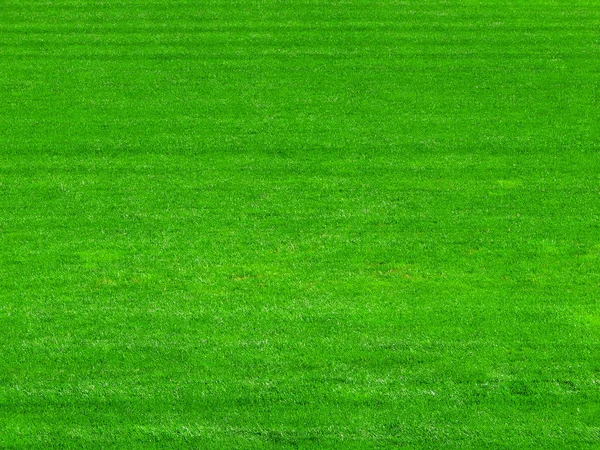 green grass on the football field background.