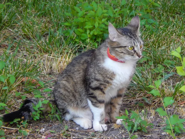 여름에는 잔디에 거리에 밖으로 고양이 — 스톡 사진