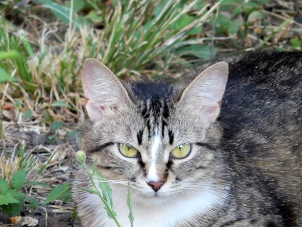 Kočka Leží Zeleném Trávníku Létě — Stock fotografie