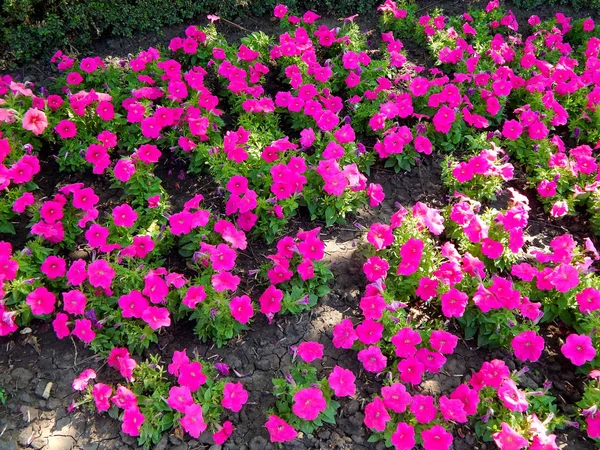 Цветочные Красные Трусики Газоне Цветут Сумме — стоковое фото