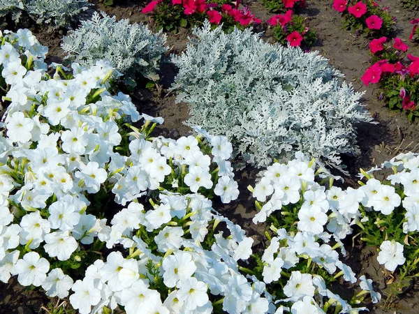 Flores Maricas Rojas Blancas Césped Que Florece Verano — Foto de Stock