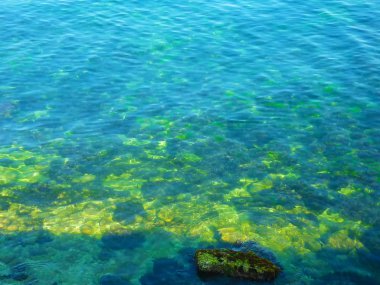 şeffaf taşlı Yalı kayalar ve deniz yosunu.