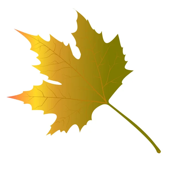 Maple Leaves Yellow Vector Illustration White Background — Stock Vector