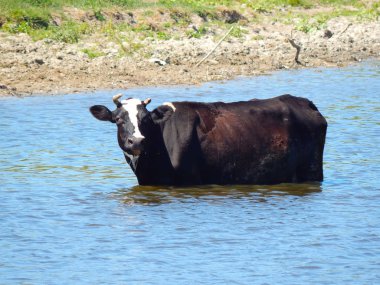 inek nehirde Yüzme.