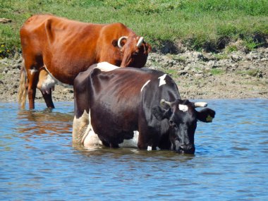inek nehirde Yüzme.