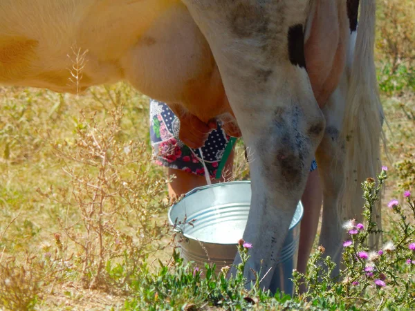 Bir Inek Sağım Kırsal Kadın — Stok fotoğraf