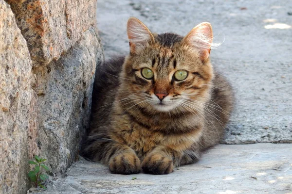 kedi kahverengi vahşi evsiz sokaklarda dinlenme.
