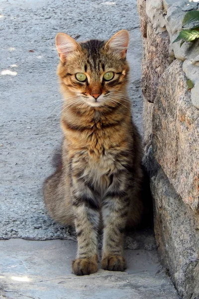 Kedi Kahverengi Vahşi Evsiz Sokaklarda Dinlenme — Stok fotoğraf