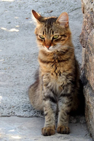 고양이 노숙자에 — 스톡 사진