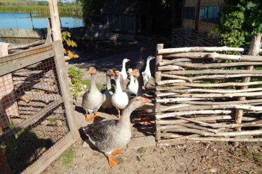 kazlar sürüleri bahçede güneşli yaz aylarında otlatmak. .