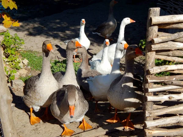 Gänseschwärme Grasen Sonnigen Sommer Auf Dem Rasen — Stockfoto