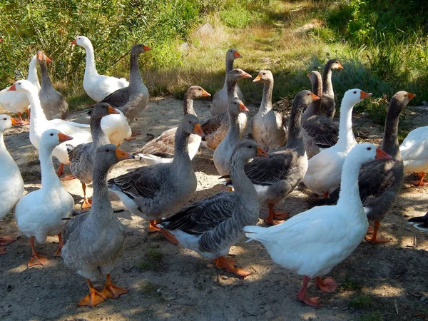 kazlar sürüleri bahçede güneşli yaz aylarında otlatmak. .