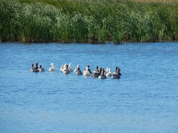 Flock Geese Swim Beautiful River Sunny Summer — Stock Photo, Image