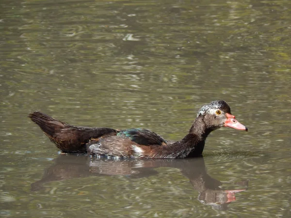 Ente Schwimmt Teich Sonnigen Sommer — Stockfoto