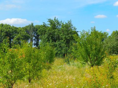 açılış bulutlar ile güneşli bir günde yeşil ağaçların .