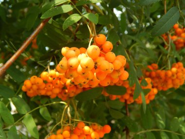 bir dalda dağ kül büyük asılı demet demet.