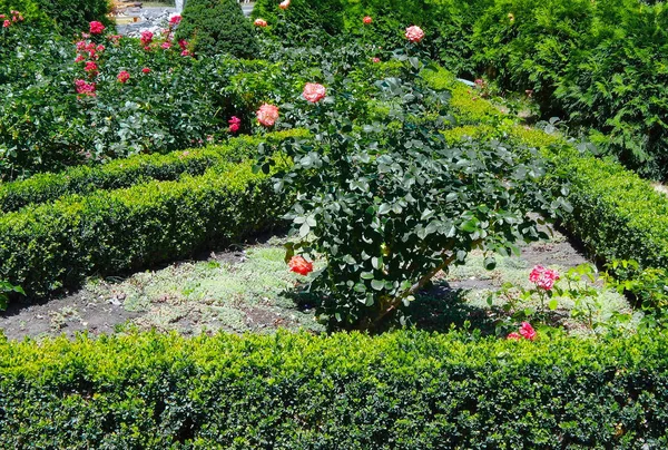 Roses Fleurs Sur Une Pelouse Verte Par Une Journée Ensoleillée — Photo