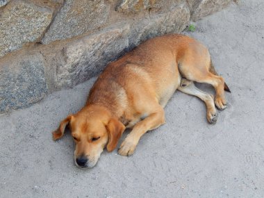 kırmızı sokak köpeği dışında uyku