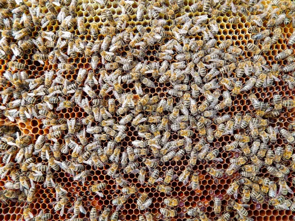 Μελισσών Στις Κηρήθρες Μέλι Νέκταρ Φέτες Κελιά — Φωτογραφία Αρχείου