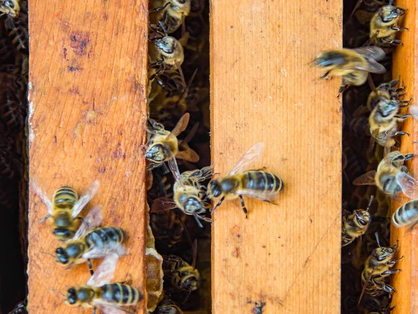 Abeja Panales Con Néctar Rodajas Miel Celdas —  Fotos de Stock