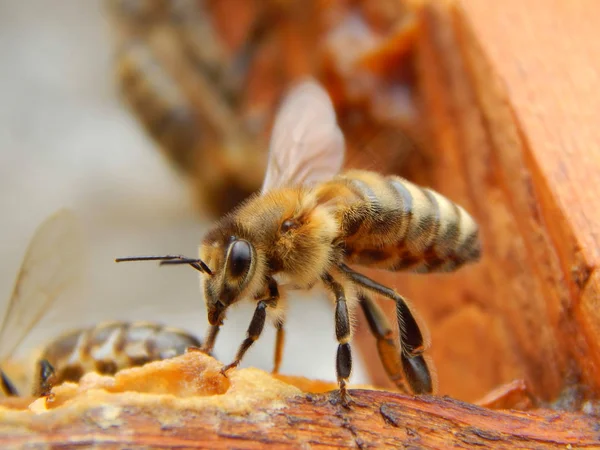 Μέλισσα Κοντά Κάθεται Πάνω Ένα Πλαίσιο Μια Κυψέλη — Φωτογραφία Αρχείου