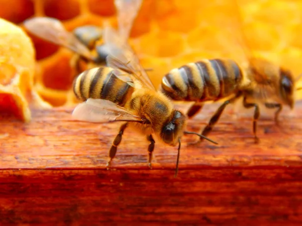 Пчелы Крупным Планом Сидят Раме Пчелином Гнезде — стоковое фото