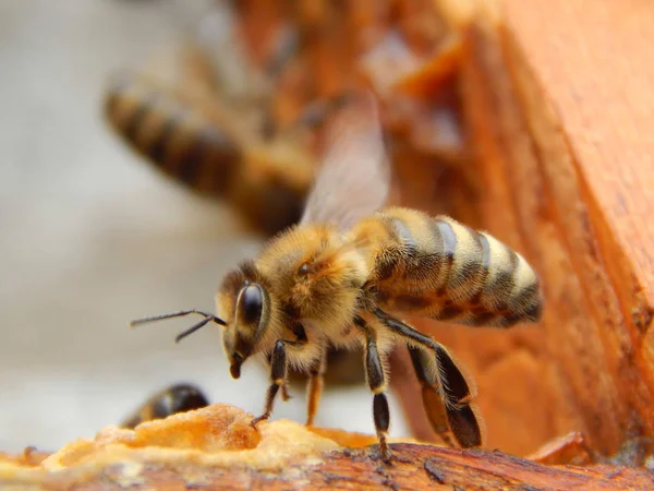 Пчелы Крупным Планом Сидят Раме Пчелином Гнезде — стоковое фото