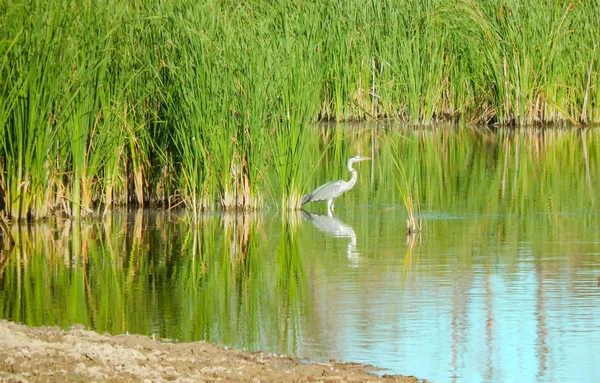 Riva Del Fiume Con Riflesso Degli Alberi Acqua Giornata Estiva — Foto Stock