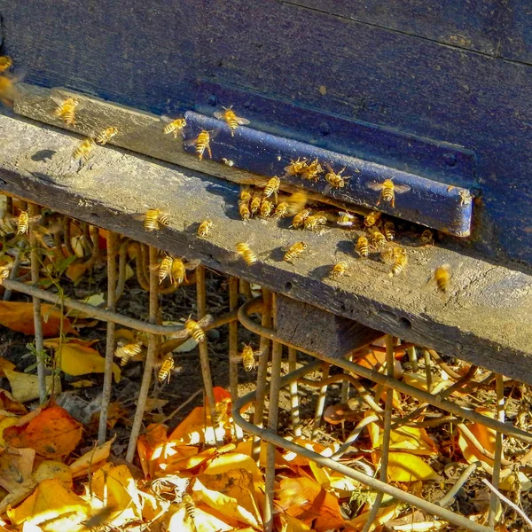 Een honingbij vliegt in de korf huis met nectar in de herfst — Stockfoto