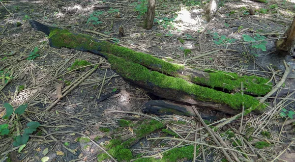Vecchio ceppo di legno ricoperto di muschio nella foresta — Foto Stock