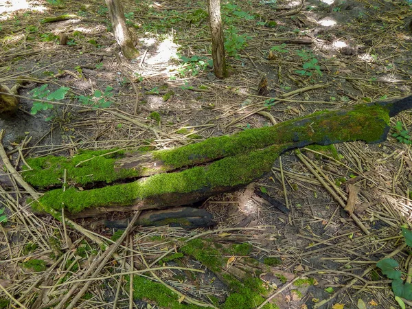 Vecchio ceppo di legno ricoperto di muschio nella foresta — Foto Stock