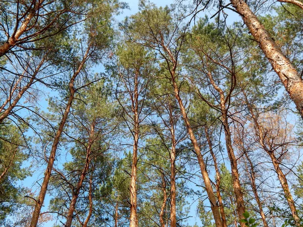 Thick green forest with sunny bright rays through the eyelids — Stock Photo, Image