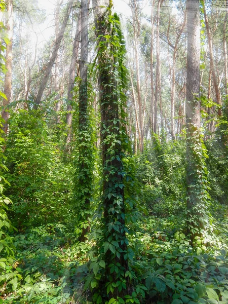 Fitta foresta verde con raggi luminosi soleggiati attraverso le palpebre — Foto Stock