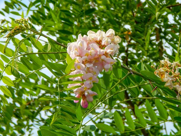 Acacia blossoms bud in early spring, acacia blossoms