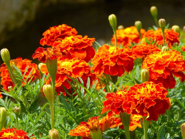 Желтые и оранжевые цветы в саду осенью — стоковое фото