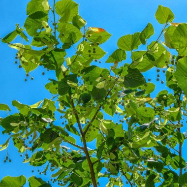 Ihlamur çiçekleri, çiçek açan ıhlamur tomurcukları. yaz güneşli gün