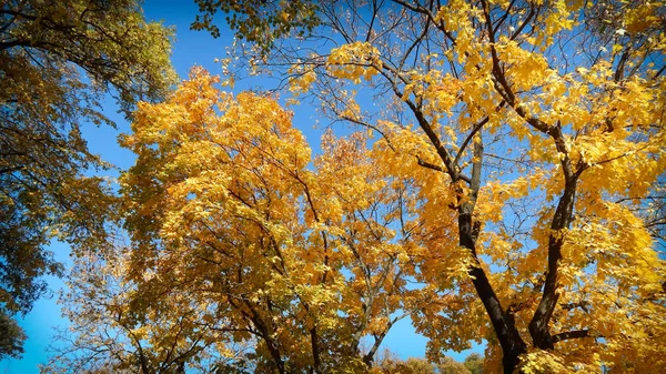 Hojas amarillas en un árbol en otoño con cielo azul —  Fotos de Stock