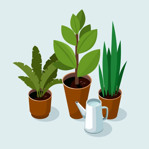 Plantas de casa diferentes com folhas verdes em vasos e regador. — Vetor de Stock