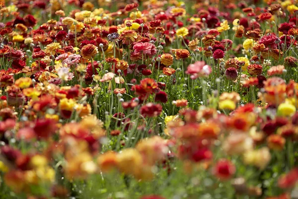 Ett fält av odlade smörblomma Ranunculus blommor — Stockfoto