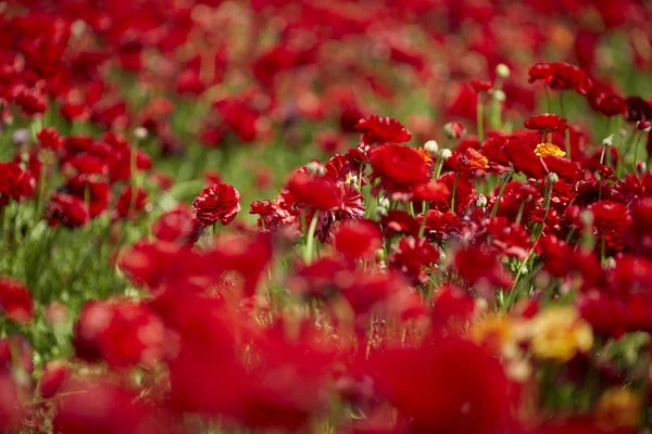 Vårblomning. Magnifikt fält av blommande röda smör koppar. Begreppet ekologisk och landsbygdsturism — Stockfoto
