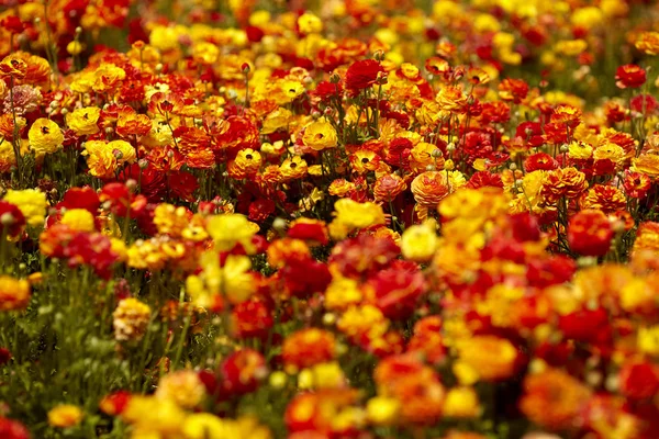 Blomma på fältet med fantastiska färger, färgglada — Stockfoto
