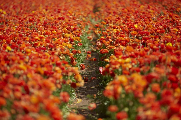 Flor no campo com cores incríveis, colorido — Fotografia de Stock