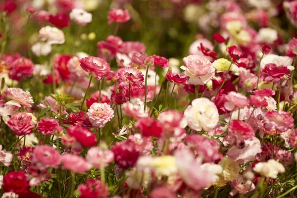 Färgglada ranunkulus fält i Israel. Persisk smörkopp blommande blommor — Stockfoto