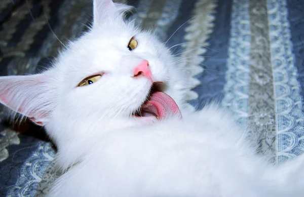 Beautiful White Cat Showing Tongue Close Gentle Background — Stock Photo, Image